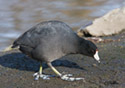 Fulica americana